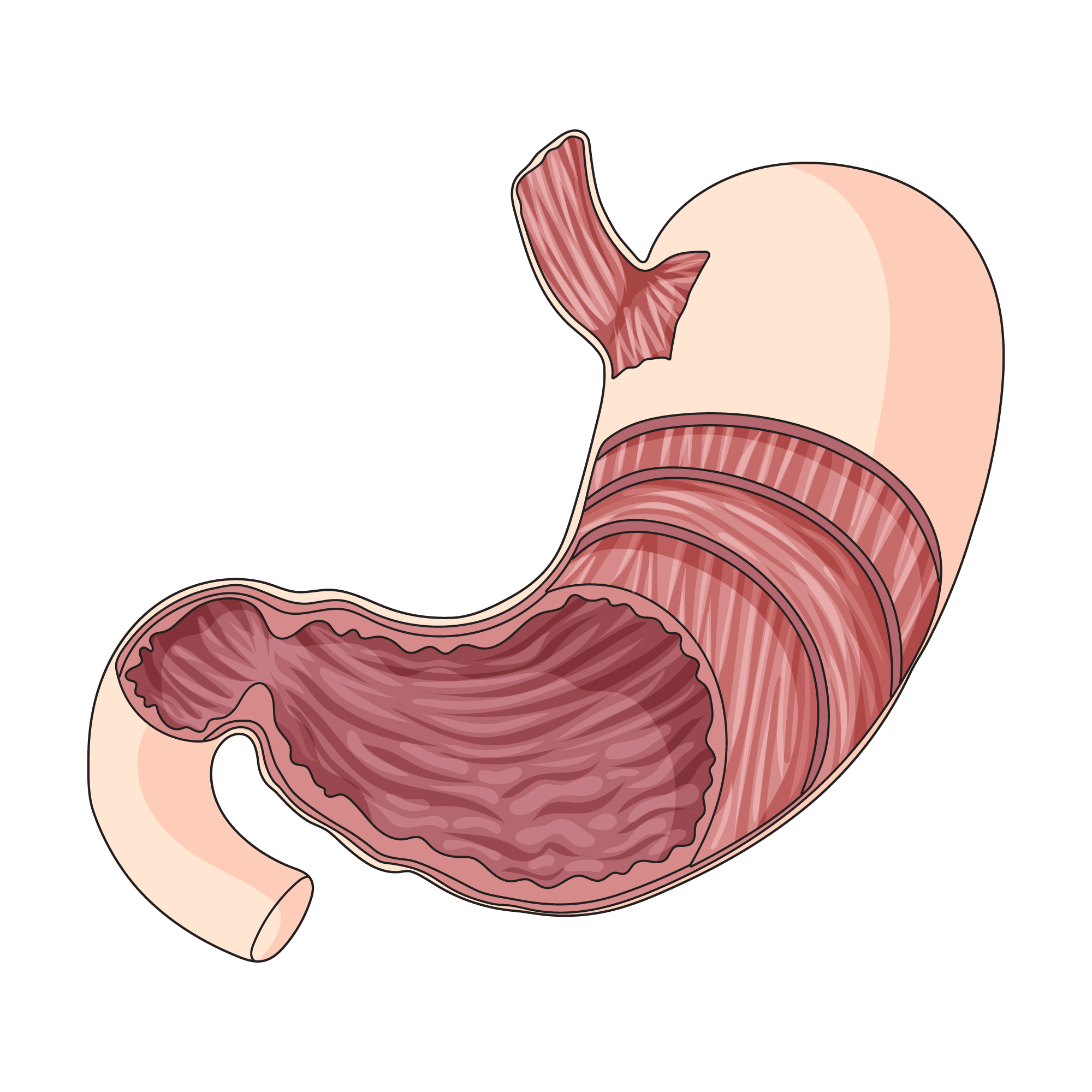 layers of stomach
